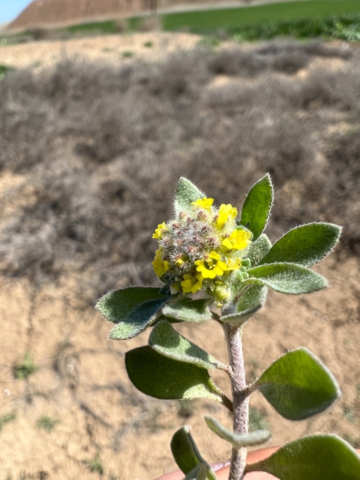 Alyssum dasycarpum