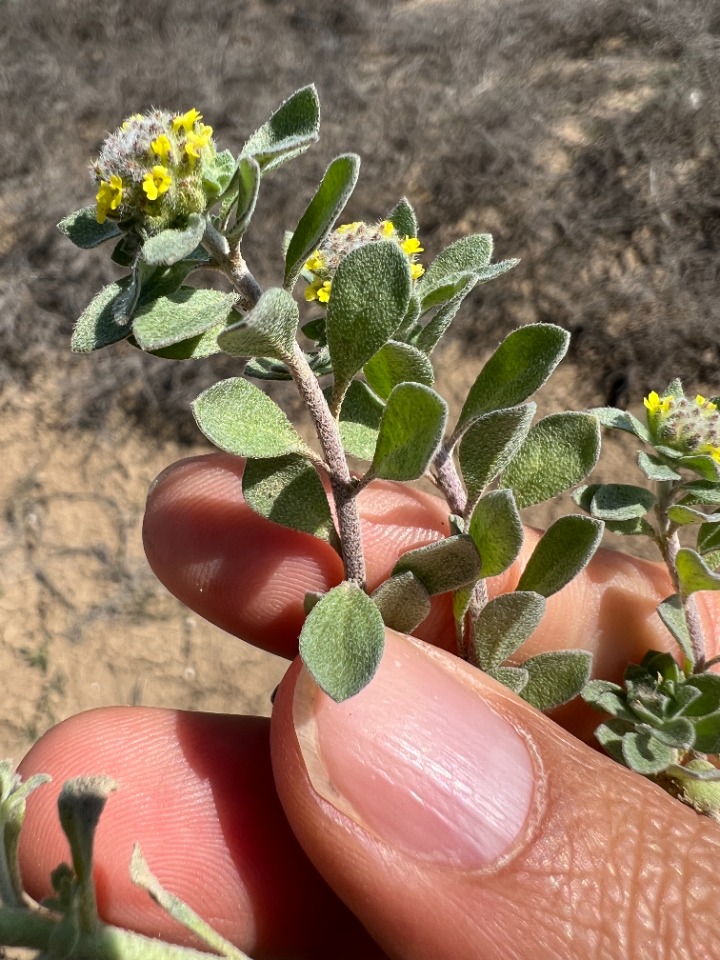 Alyssum dasycarpum