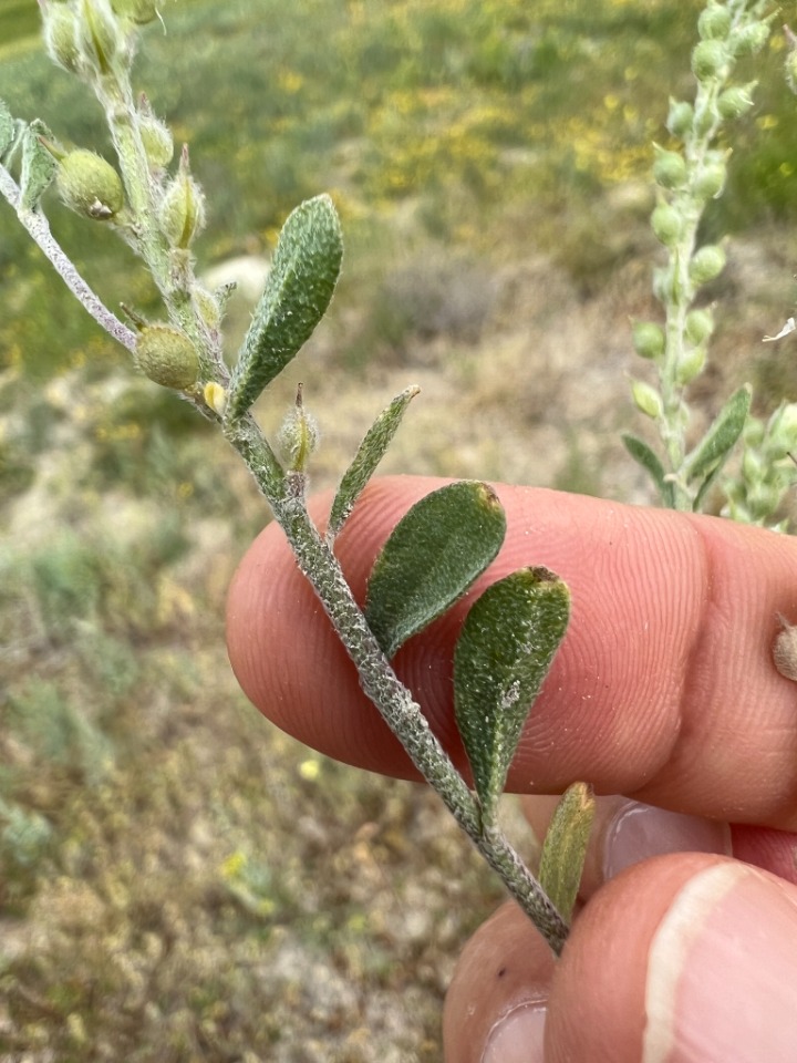 Alyssum dasycarpum