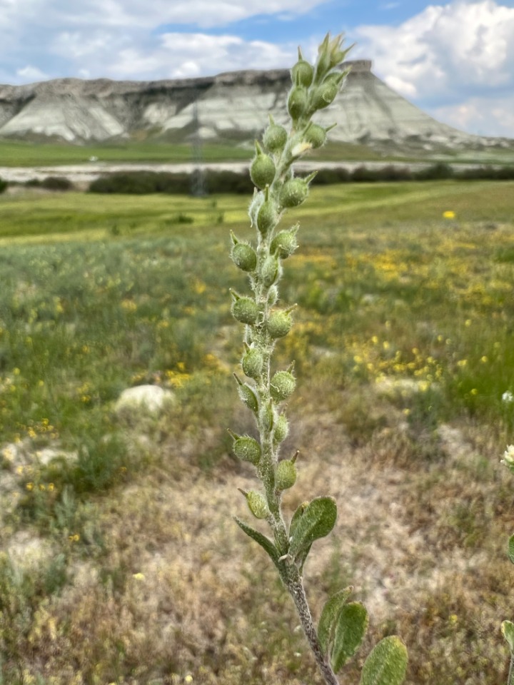 Alyssum dasycarpum