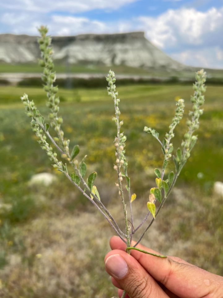 Alyssum dasycarpum