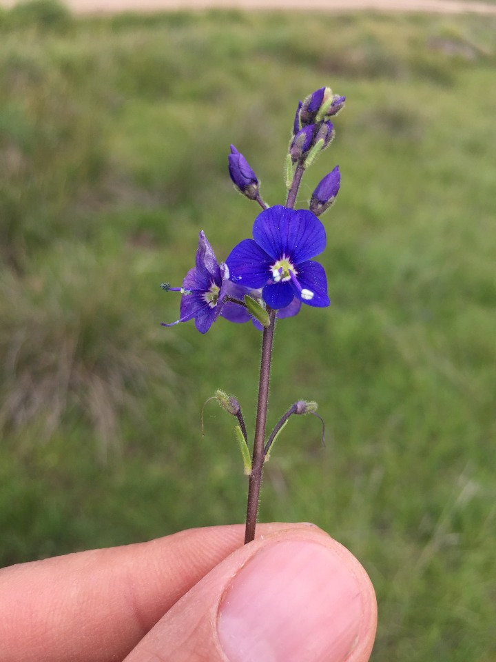 Veronica kopgecidiensis