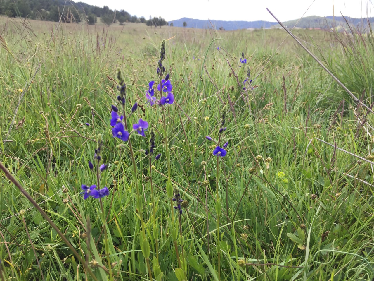 Veronica kopgecidiensis