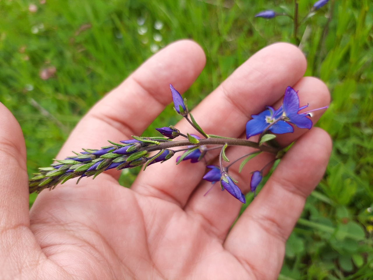 Veronica kopgecidiensis