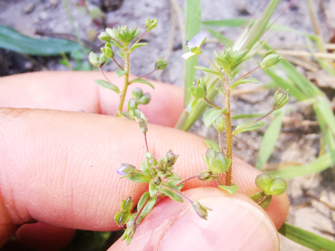 Veronica bozakmanii