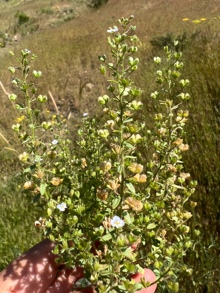 Veronica bozakmanii