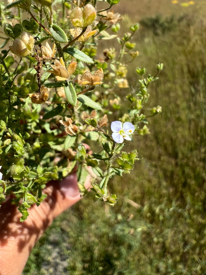 Veronica bozakmanii