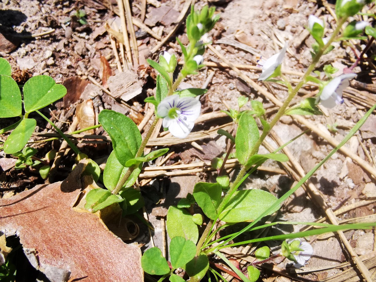 Veronica serpyllifolia