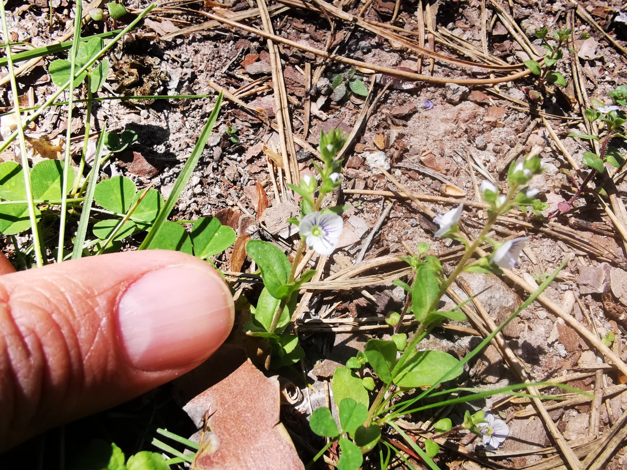 Veronica serpyllifolia