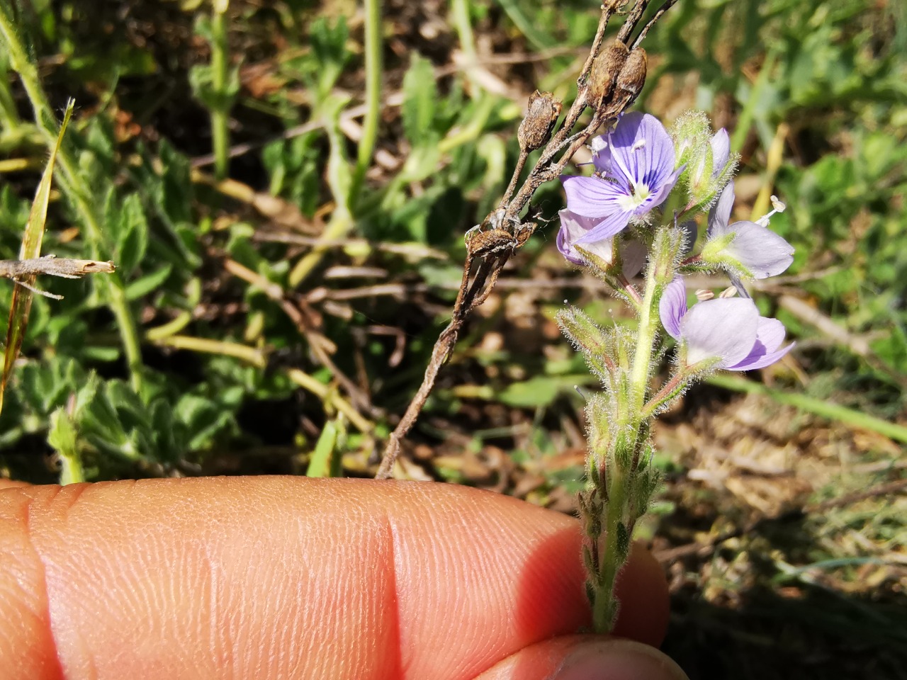 Veronica pectinata