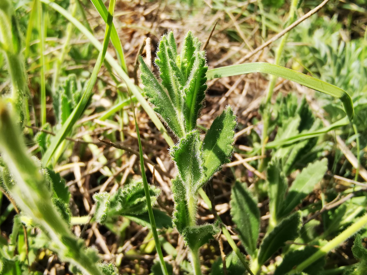 Veronica pectinata