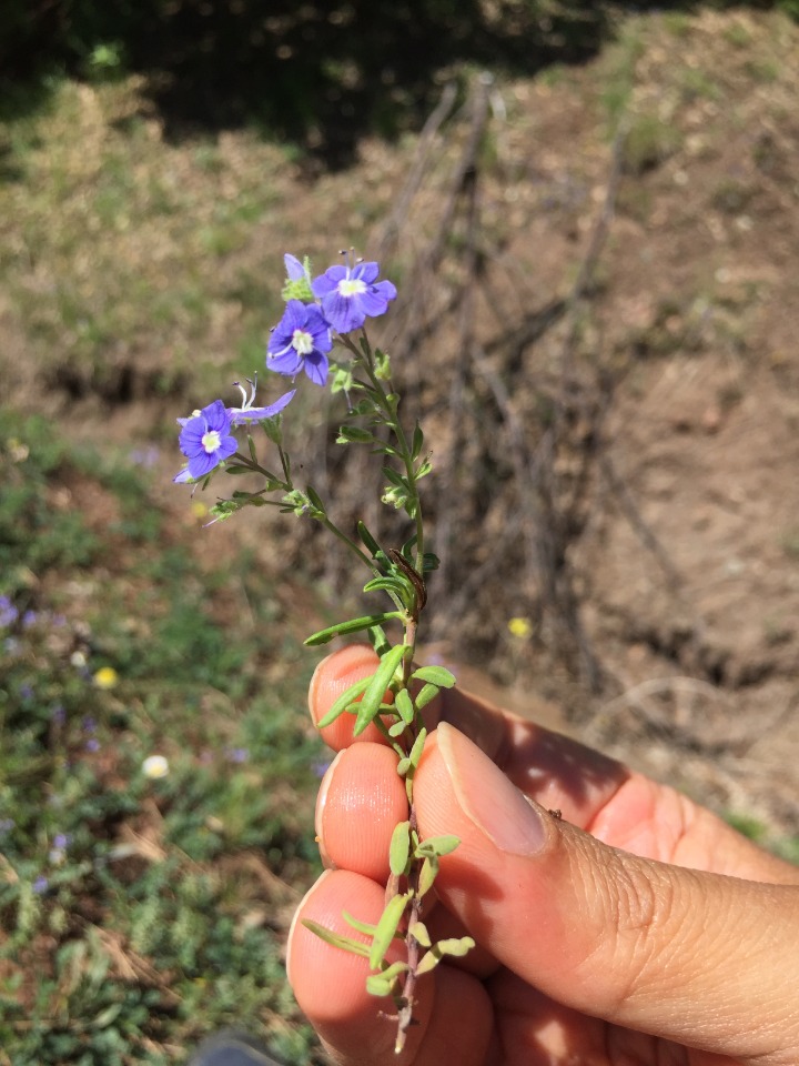 Veronica fuhsii