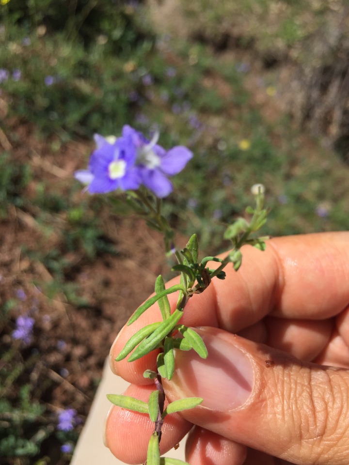 Veronica fuhsii