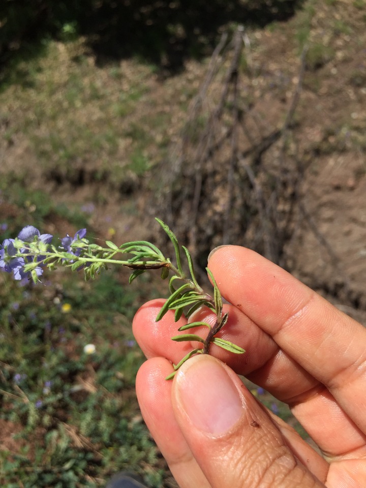 Veronica fuhsii