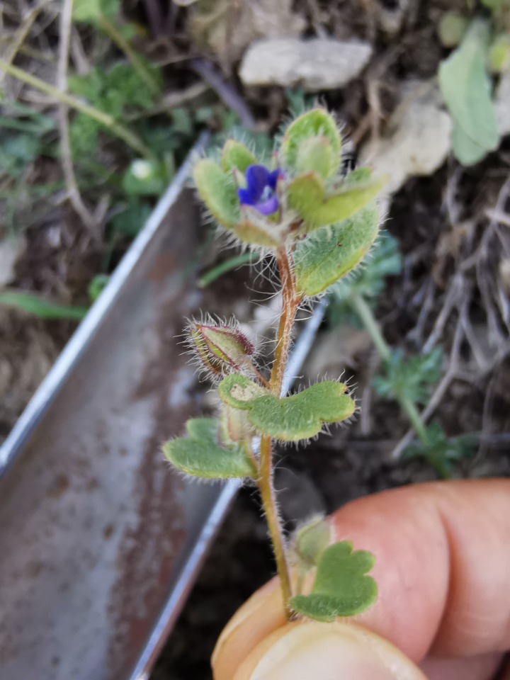 Veronica triloba