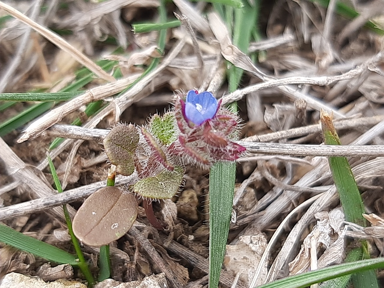 Veronica triloba