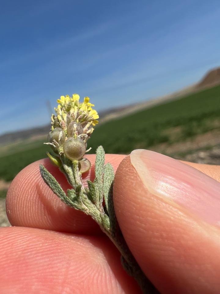 Alyssum desertorum