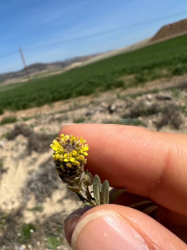 Alyssum desertorum