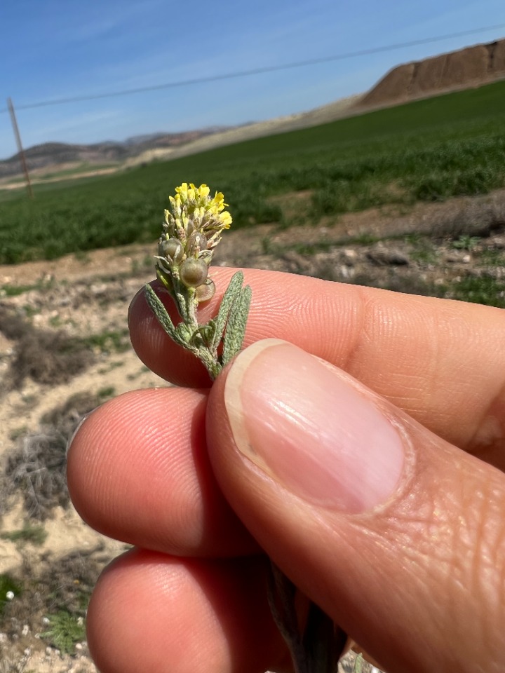 Alyssum desertorum