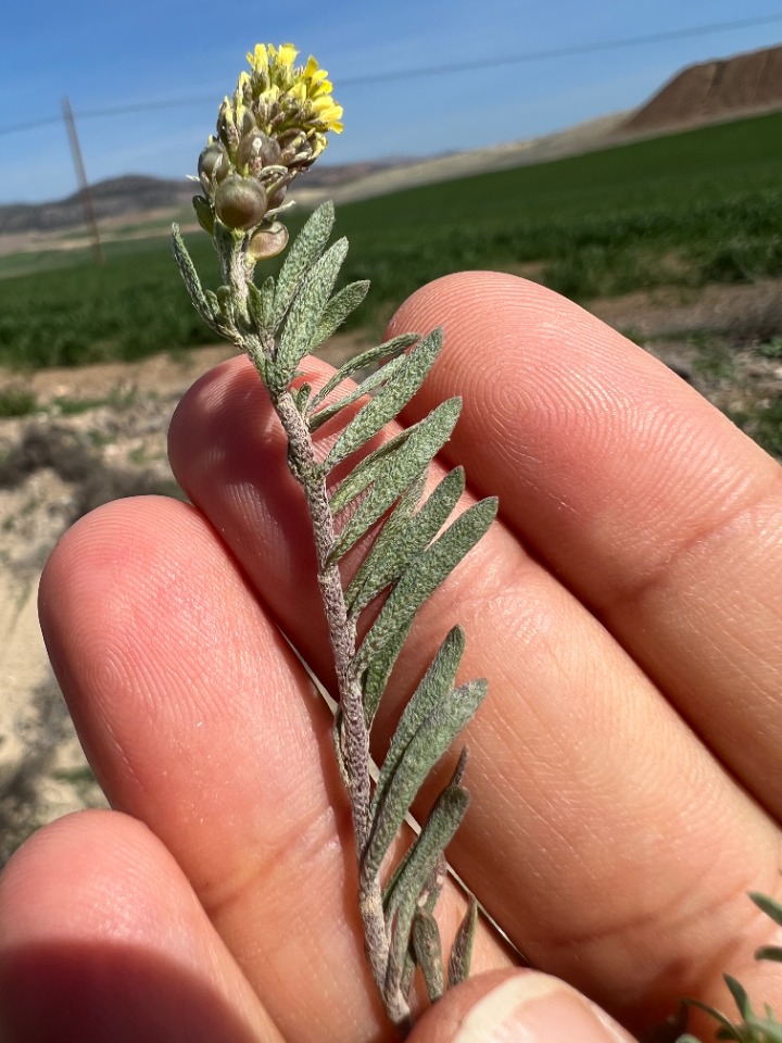 Alyssum desertorum