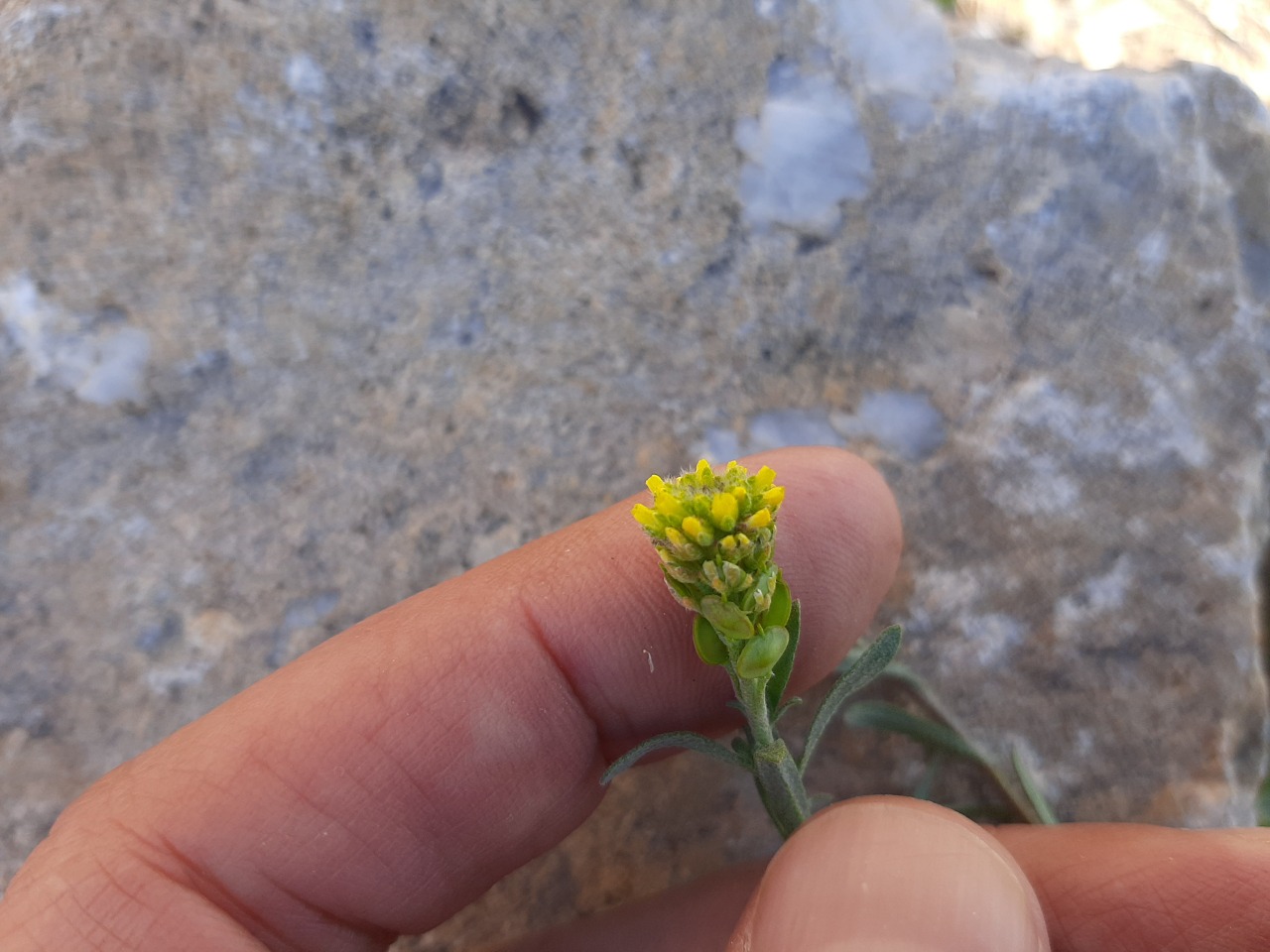 Alyssum desertorum