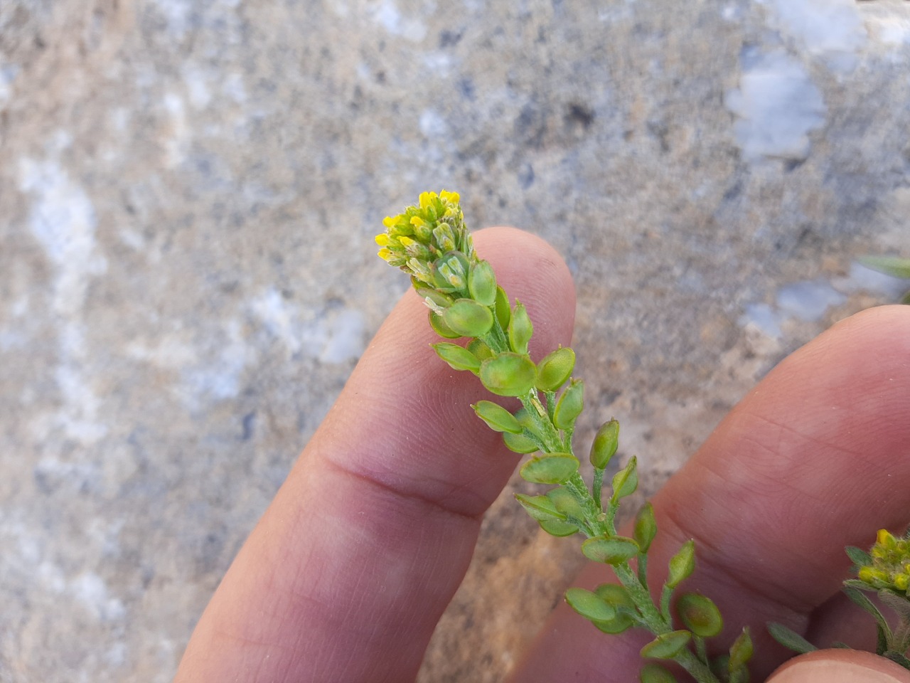 Alyssum desertorum