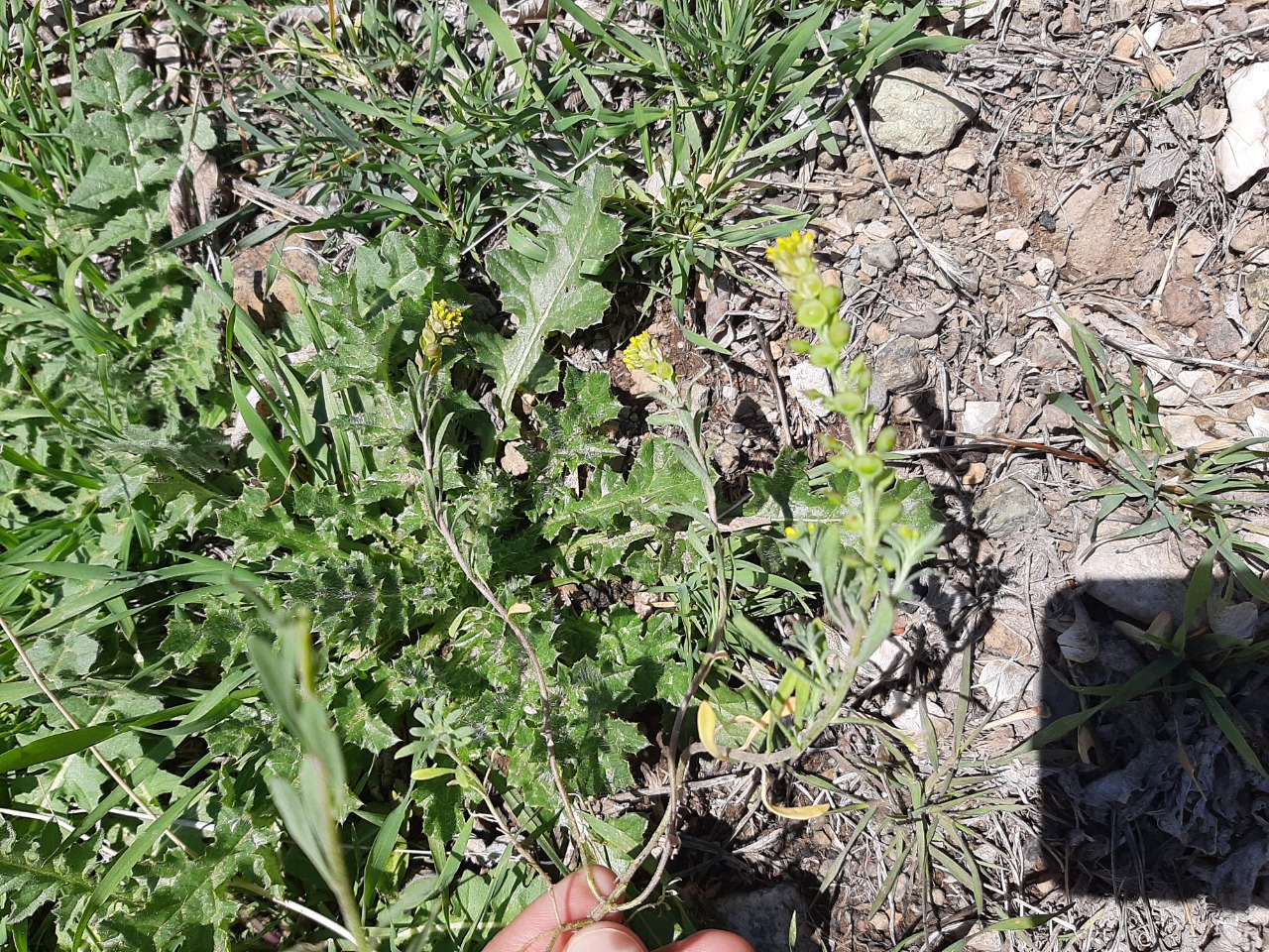 Alyssum desertorum