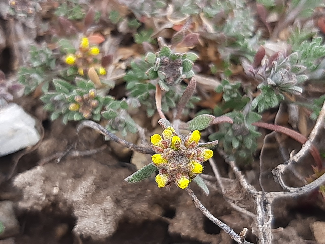 Alyssum desertorum