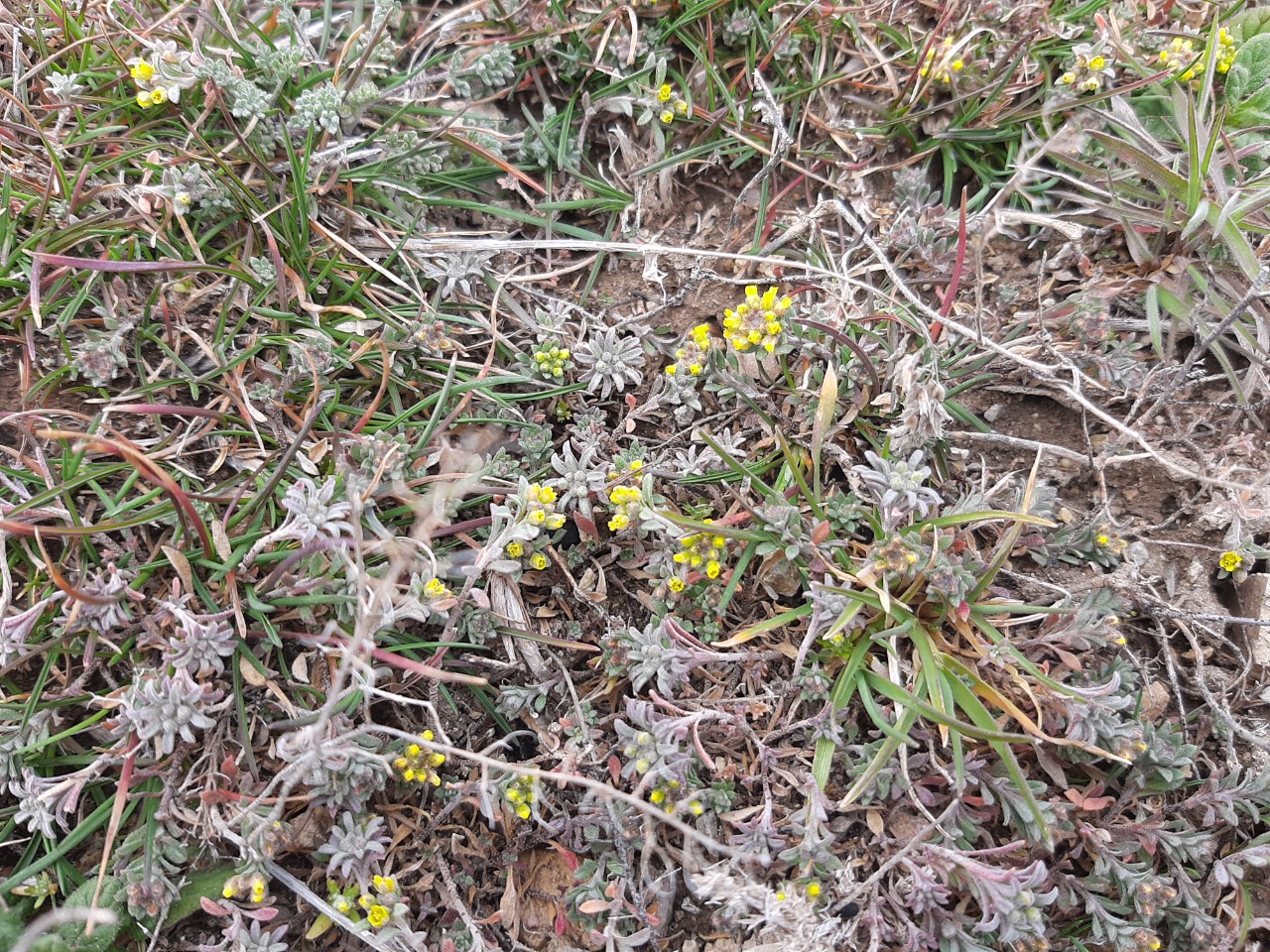 Alyssum desertorum