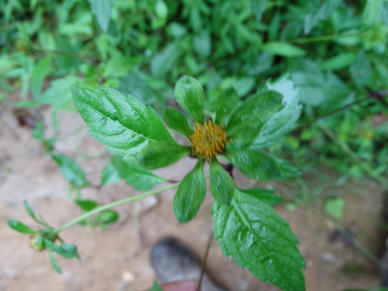 Bidens tripartita