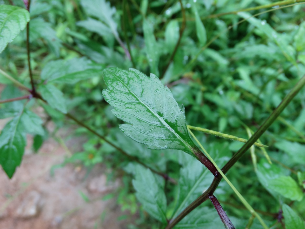 Bidens tripartita