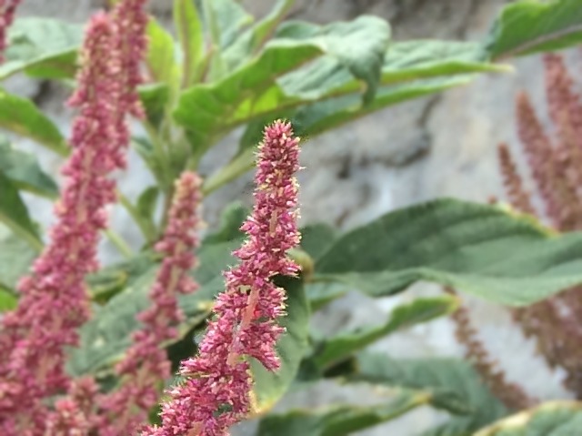 Amaranthus cruentus