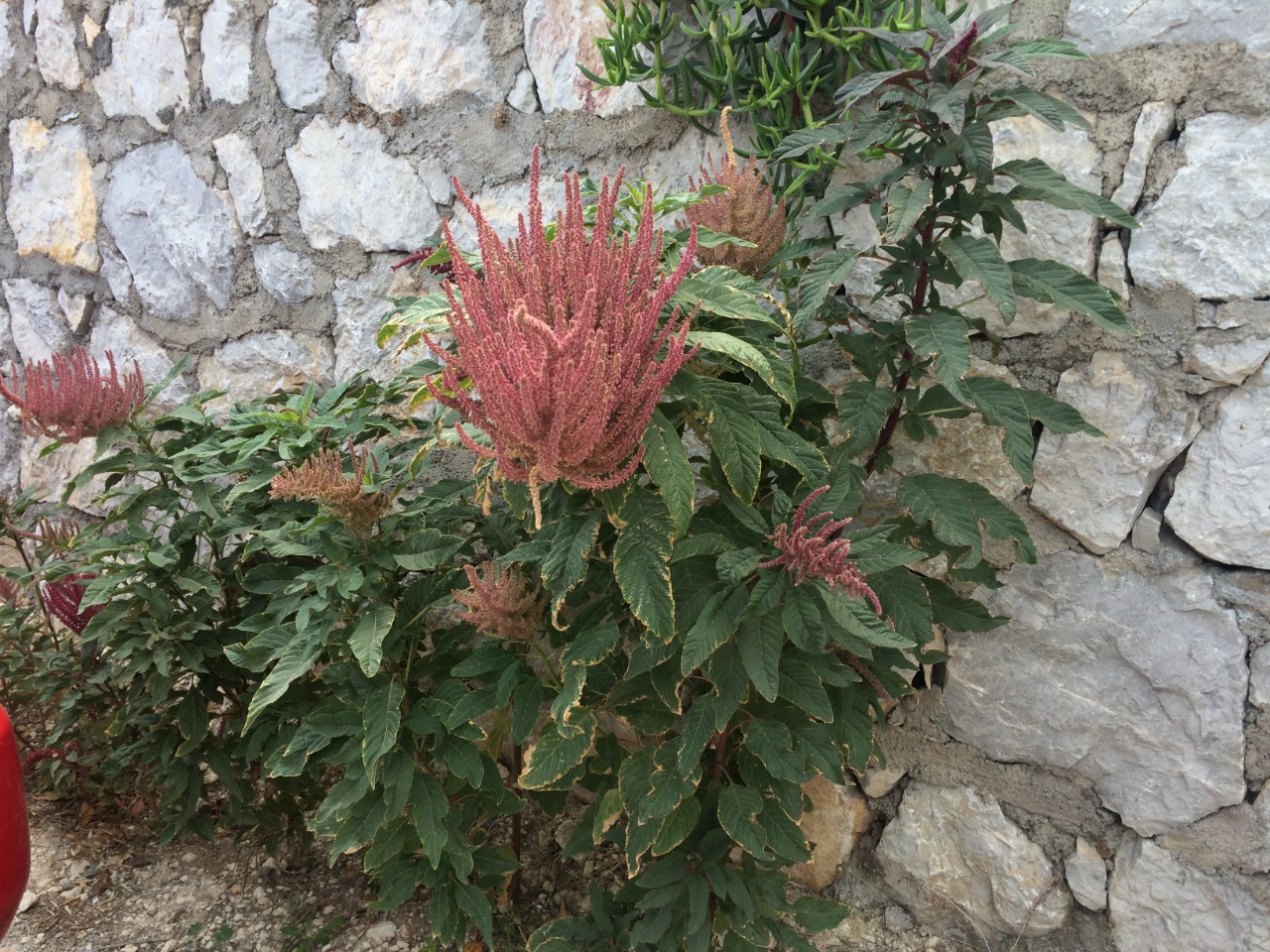 Amaranthus cruentus