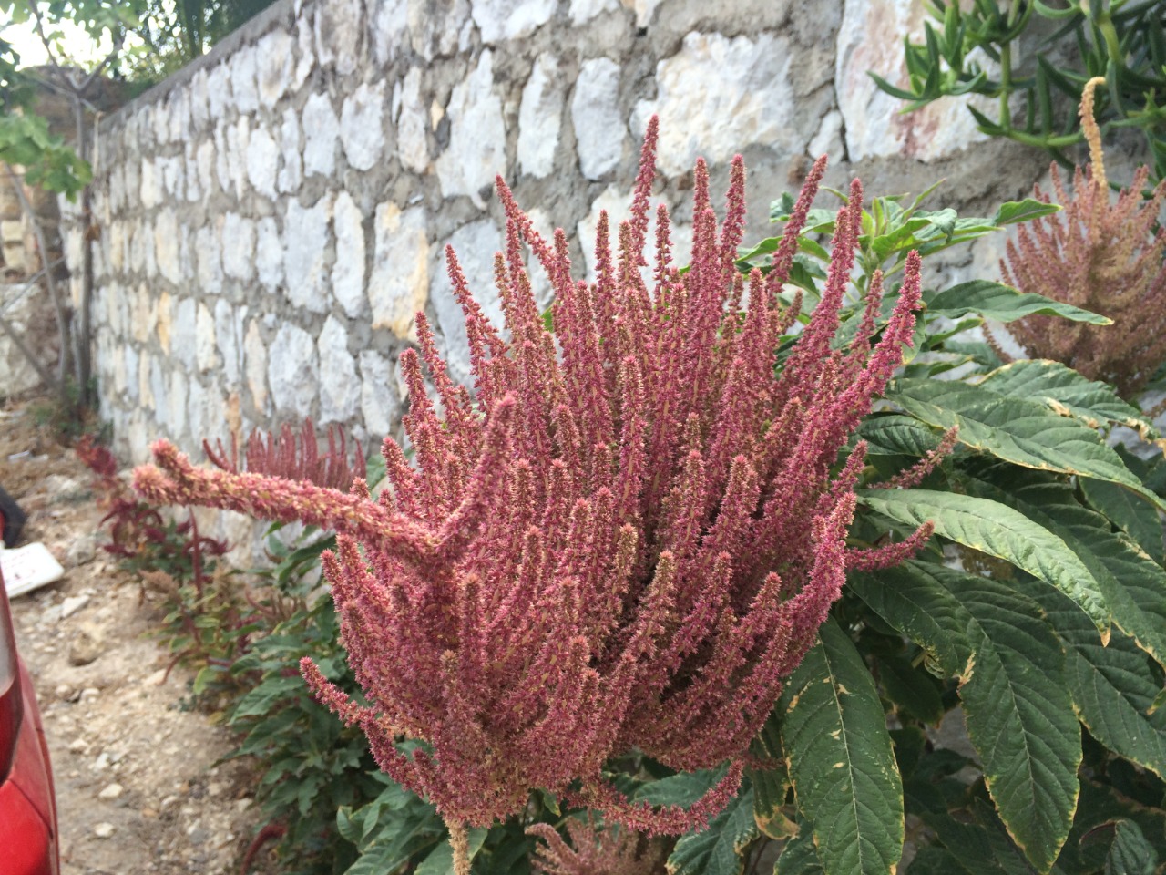 Amaranthus cruentus