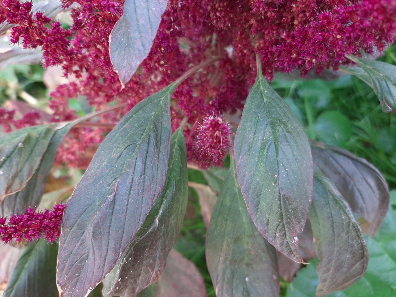 Amaranthus cruentus