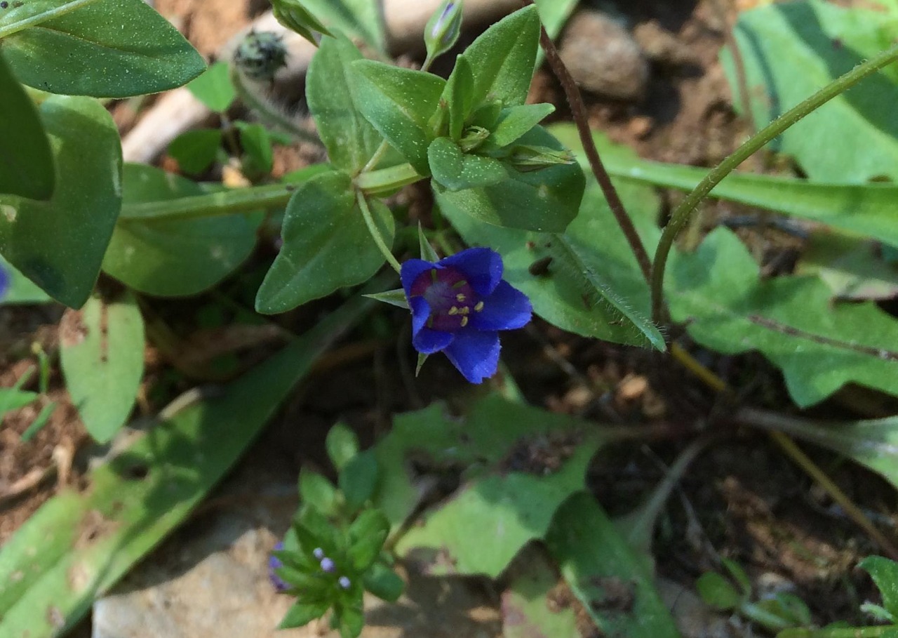 Anagallis foemina