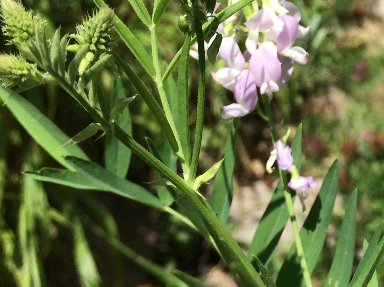 Galega officinalis