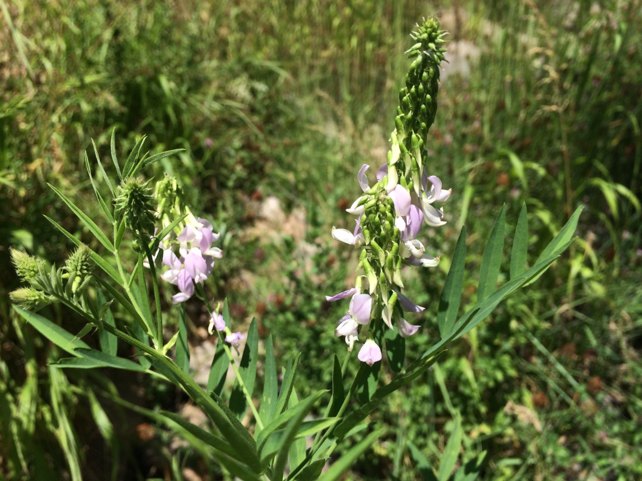 Galega officinalis