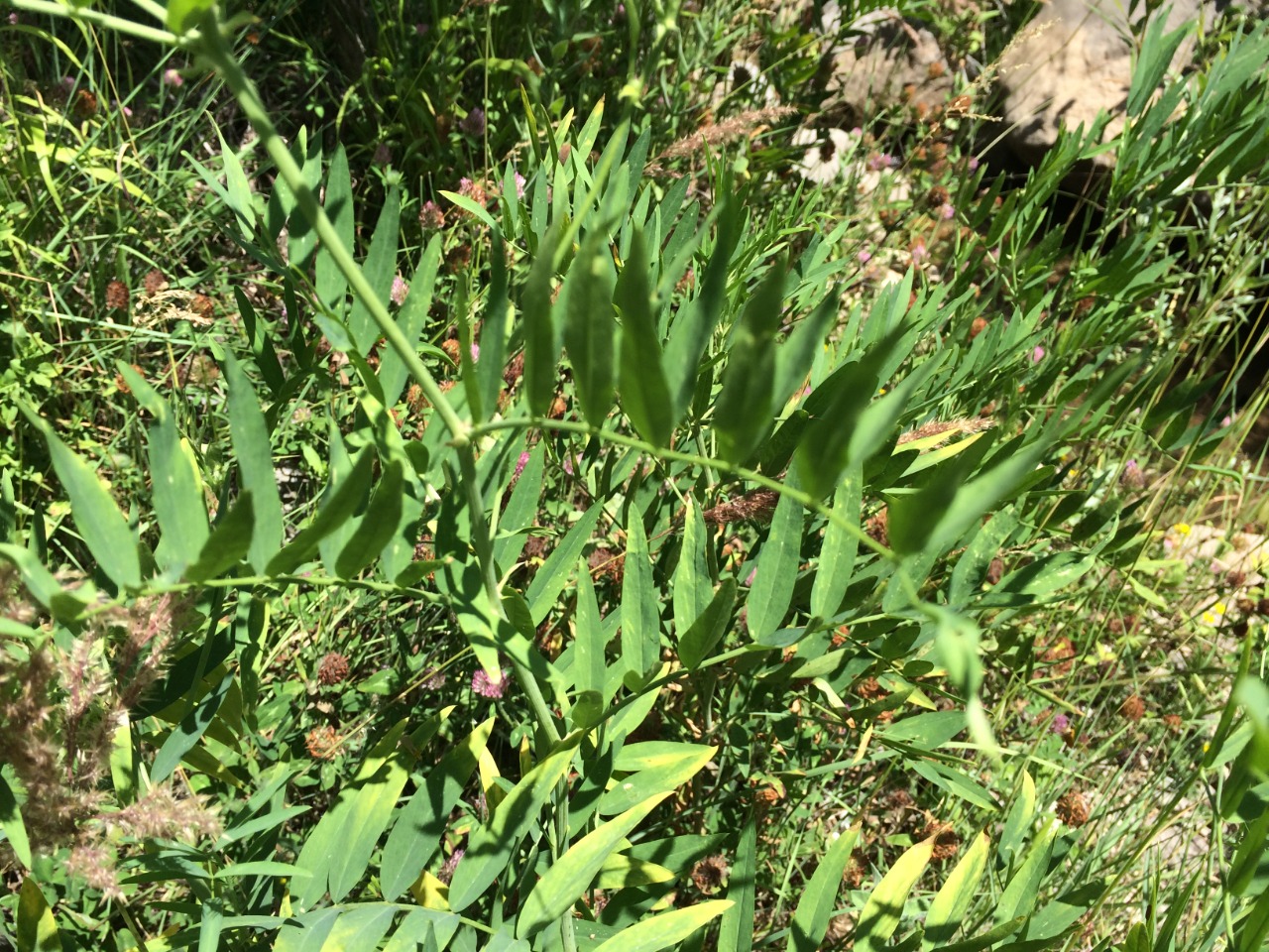 Galega officinalis