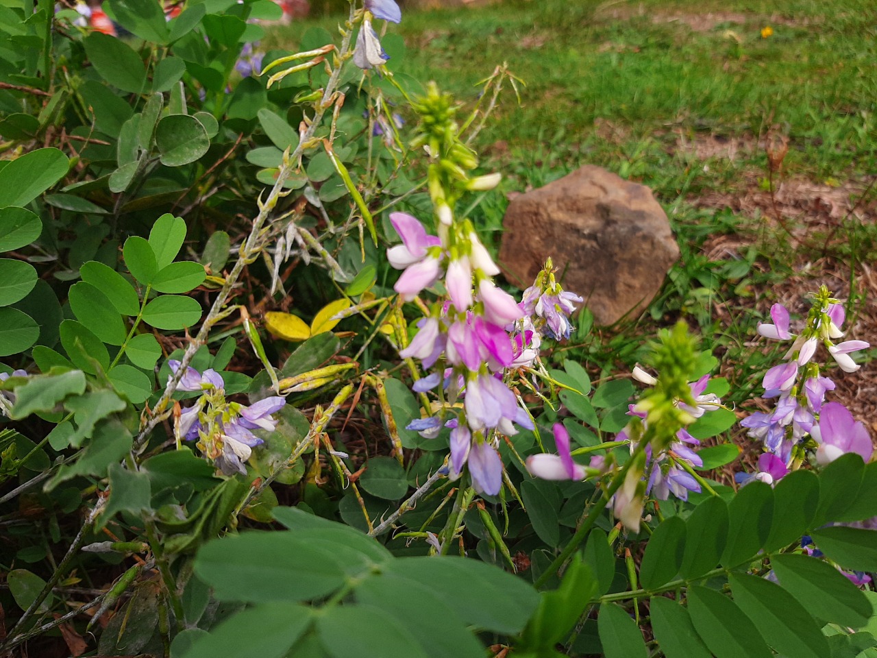 Galega officinalis