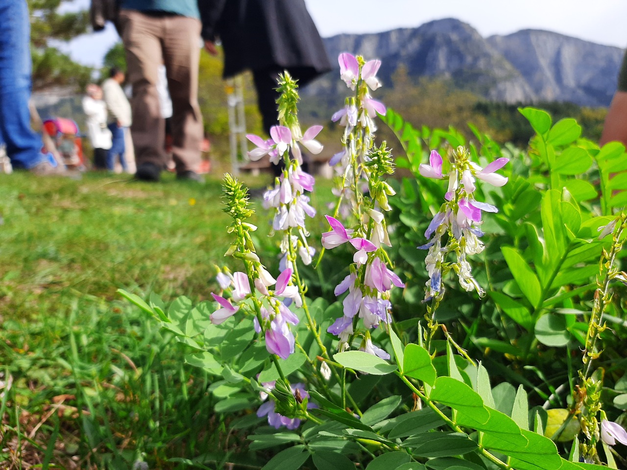 Galega officinalis