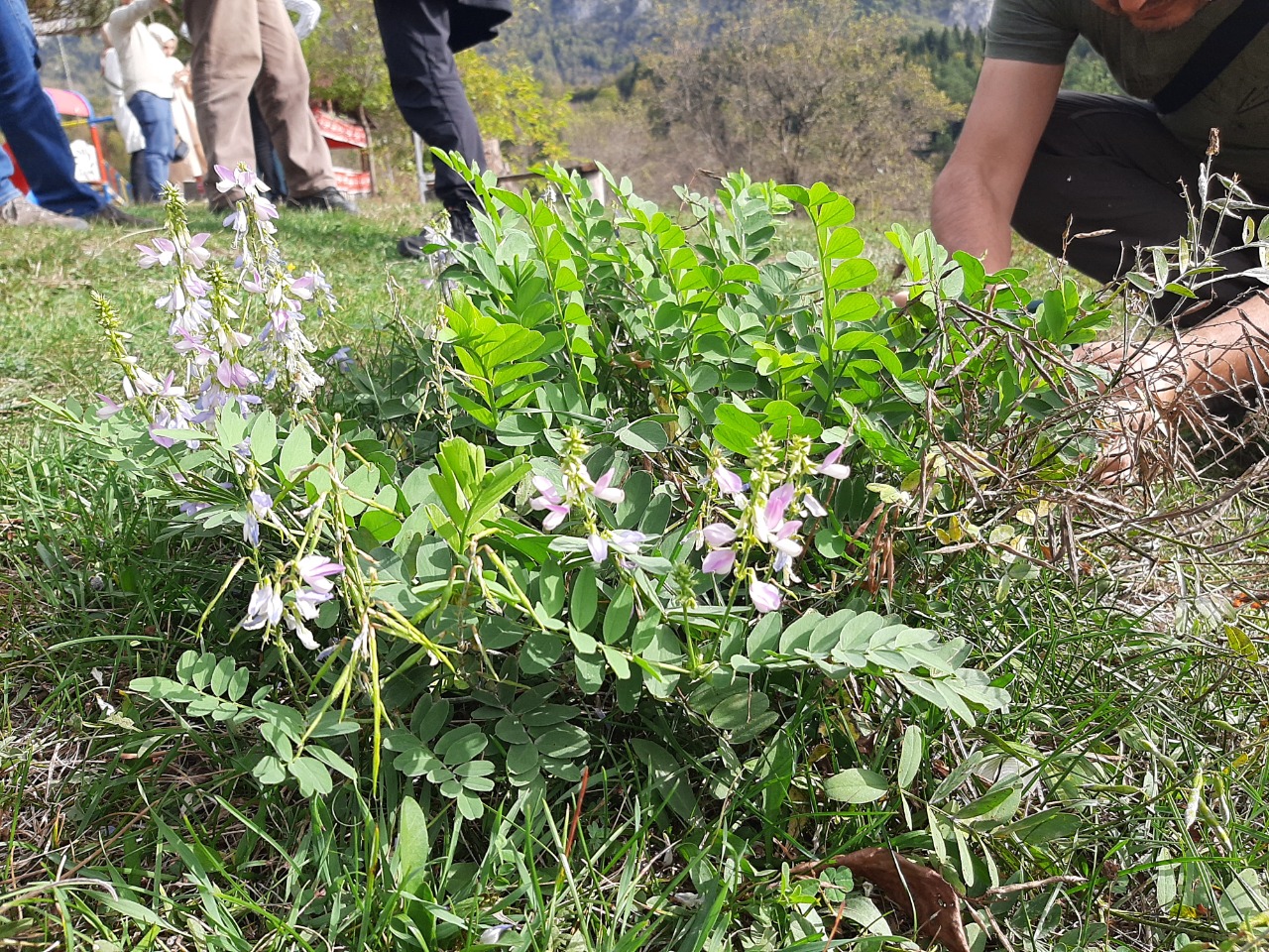 Galega officinalis