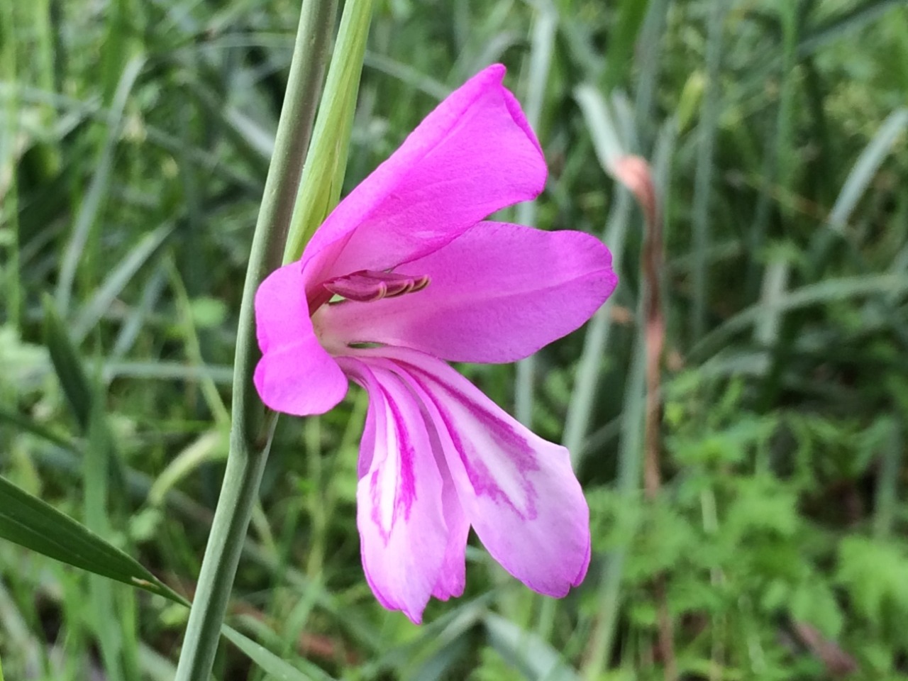 Gladiolus illyricus