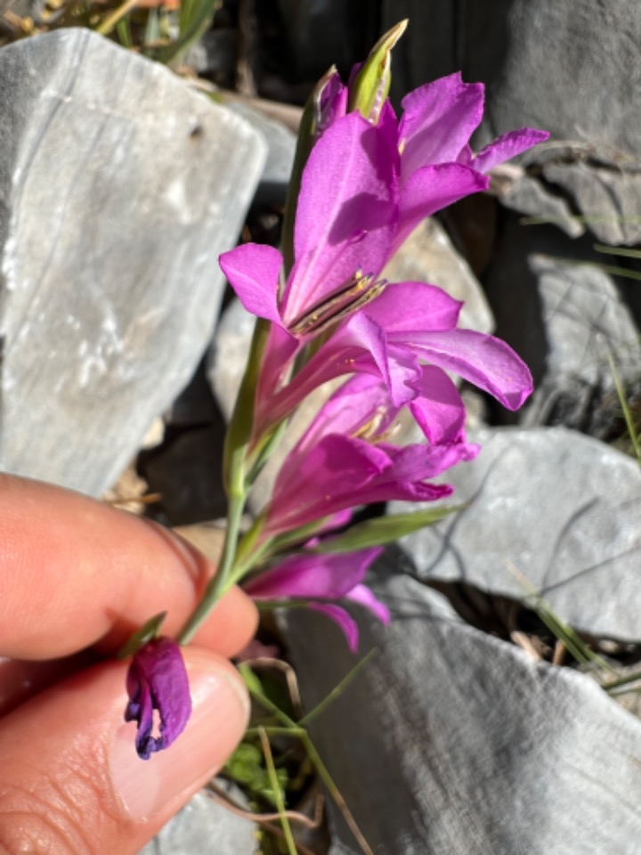 Gladiolus illyricus