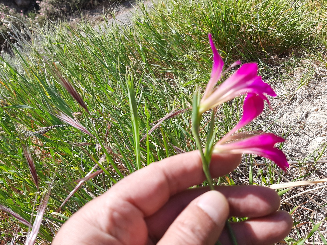 Gladiolus illyricus