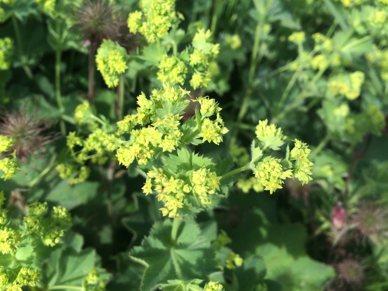 Alchemilla holocycla