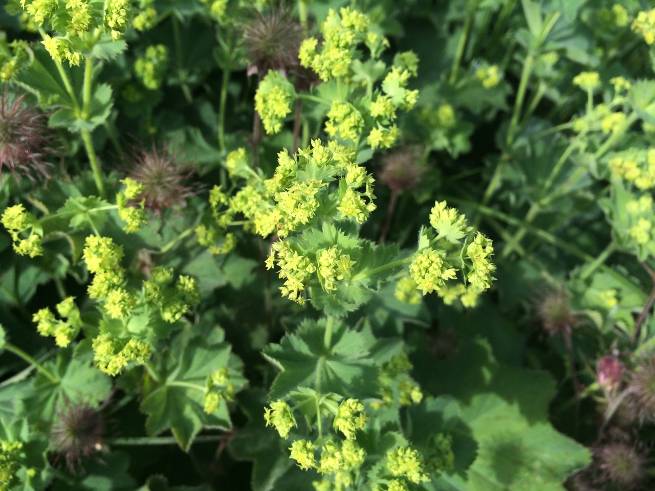 Alchemilla holocycla