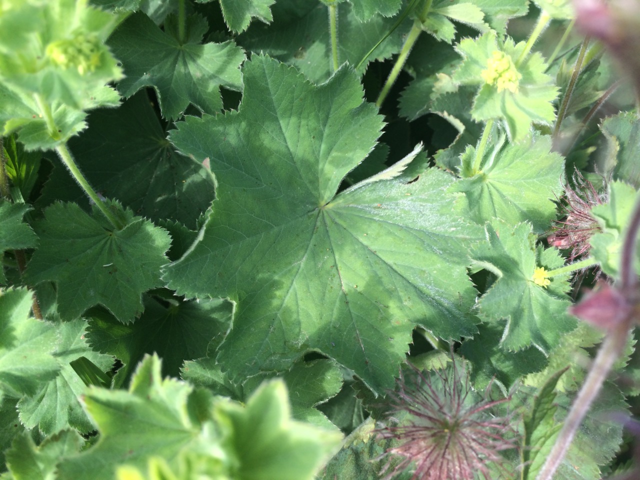 Alchemilla holocycla