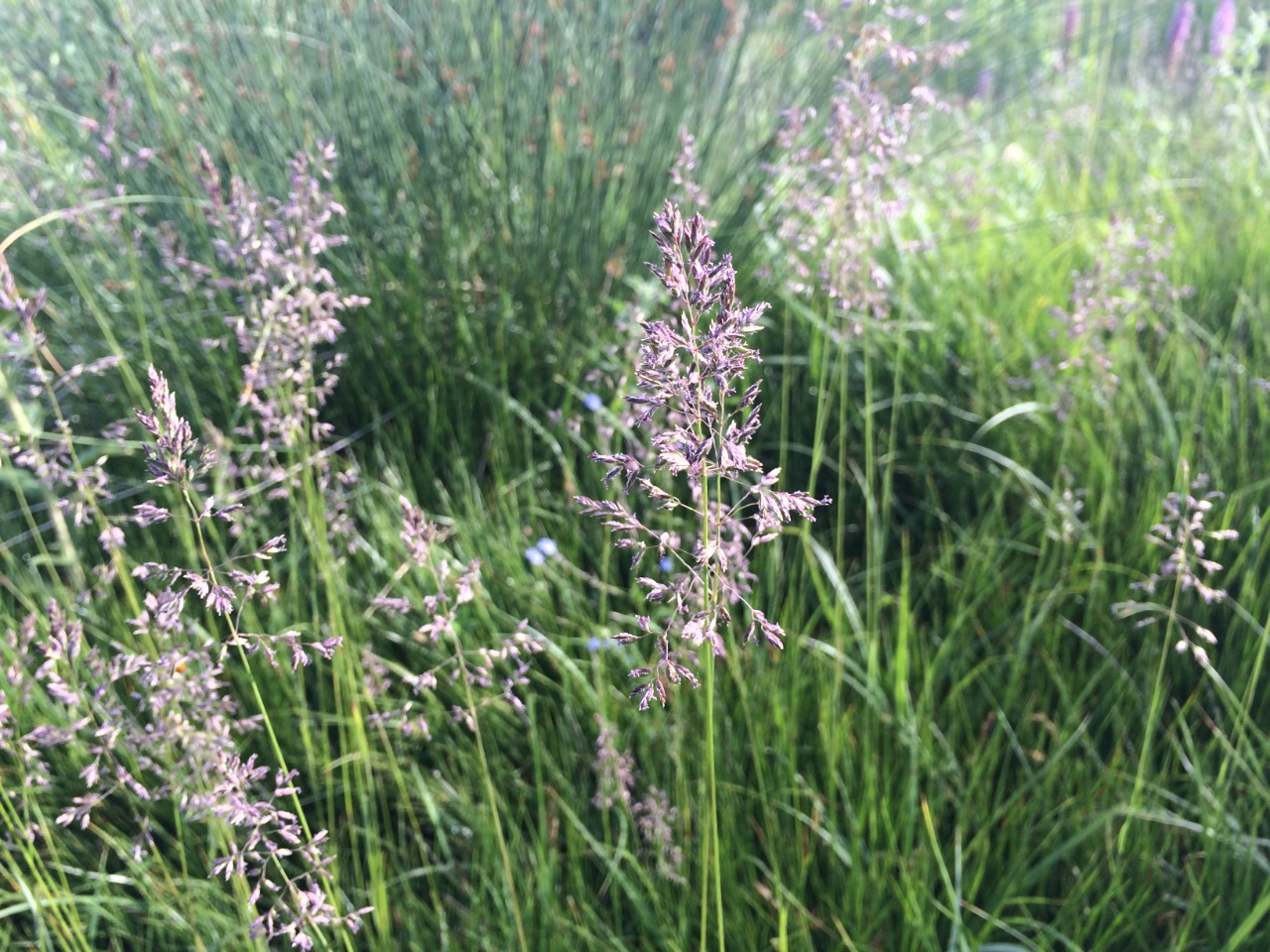 Phalaris arundinacea