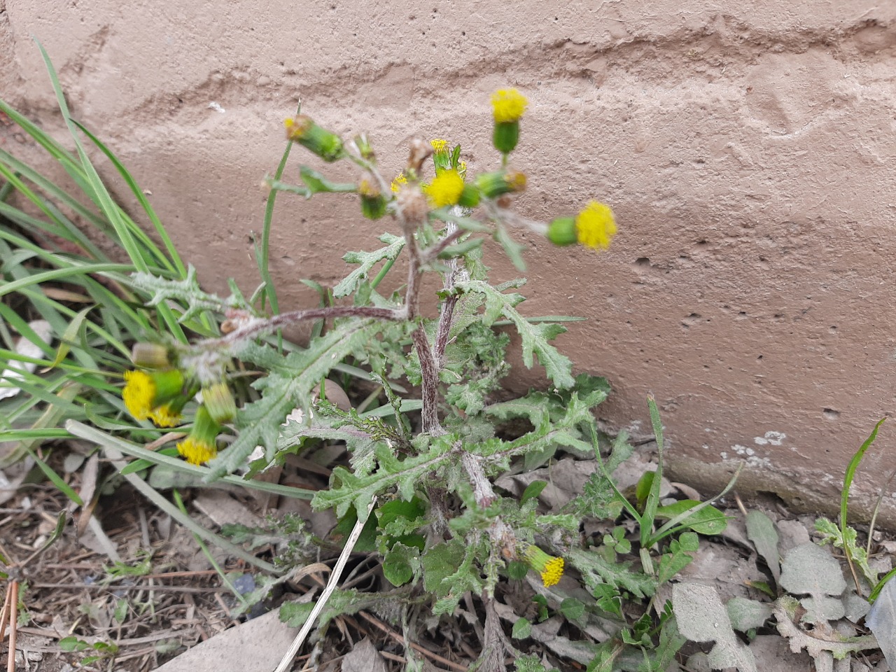 Senecio vulgaris